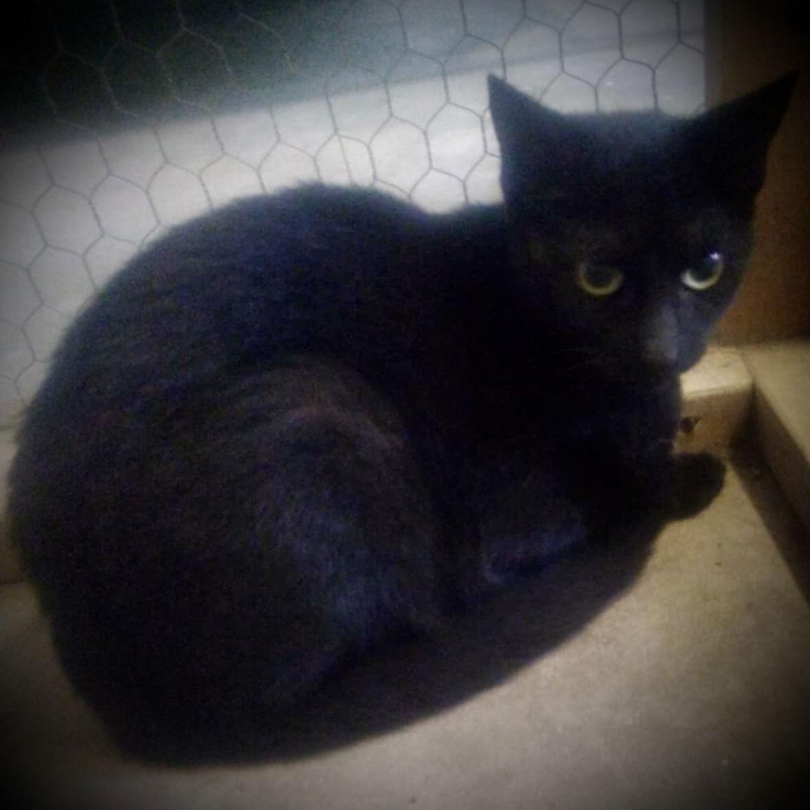 Selena (Black Female), Adoptable, Young Female Domestic Short Hair.