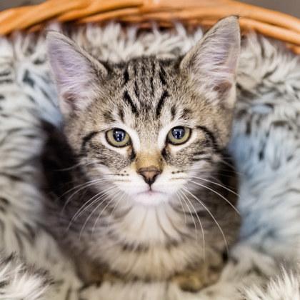 Enlarge Tortellini, a Adoptable mixed breed in Camano Island, WA image 1/1