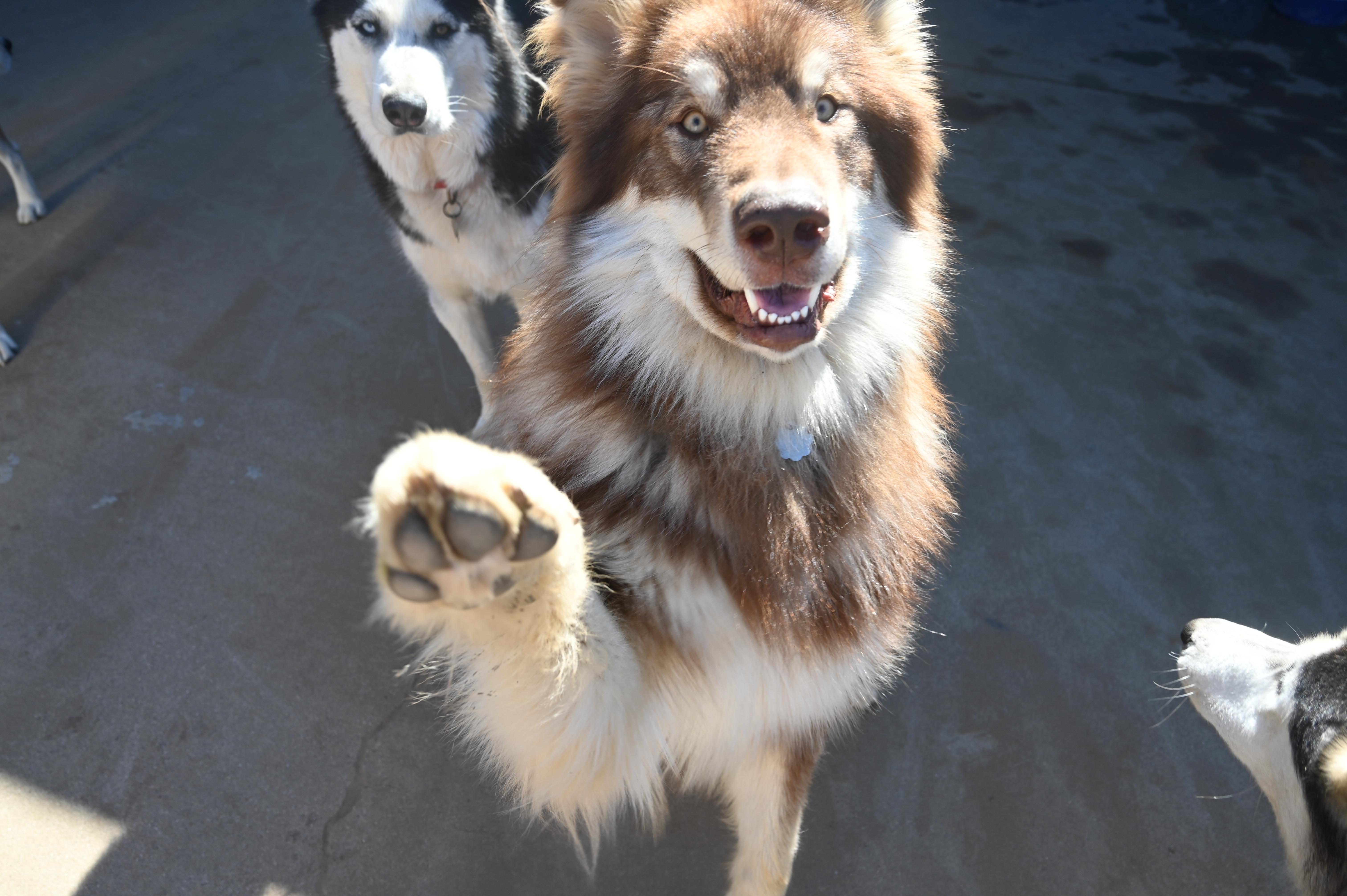 Amarok, Young Male Alaskan Malamute