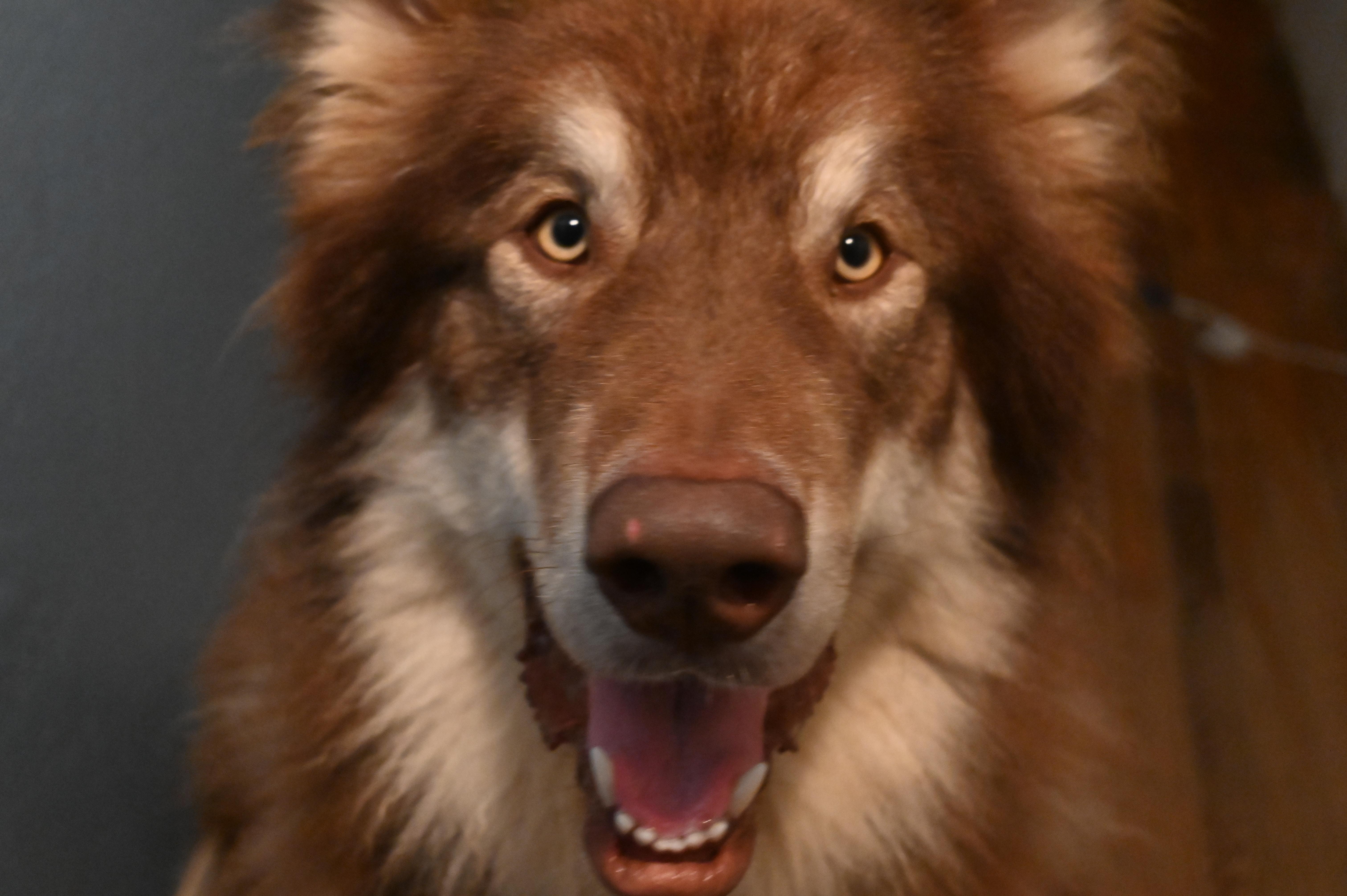 Amarok photo 2