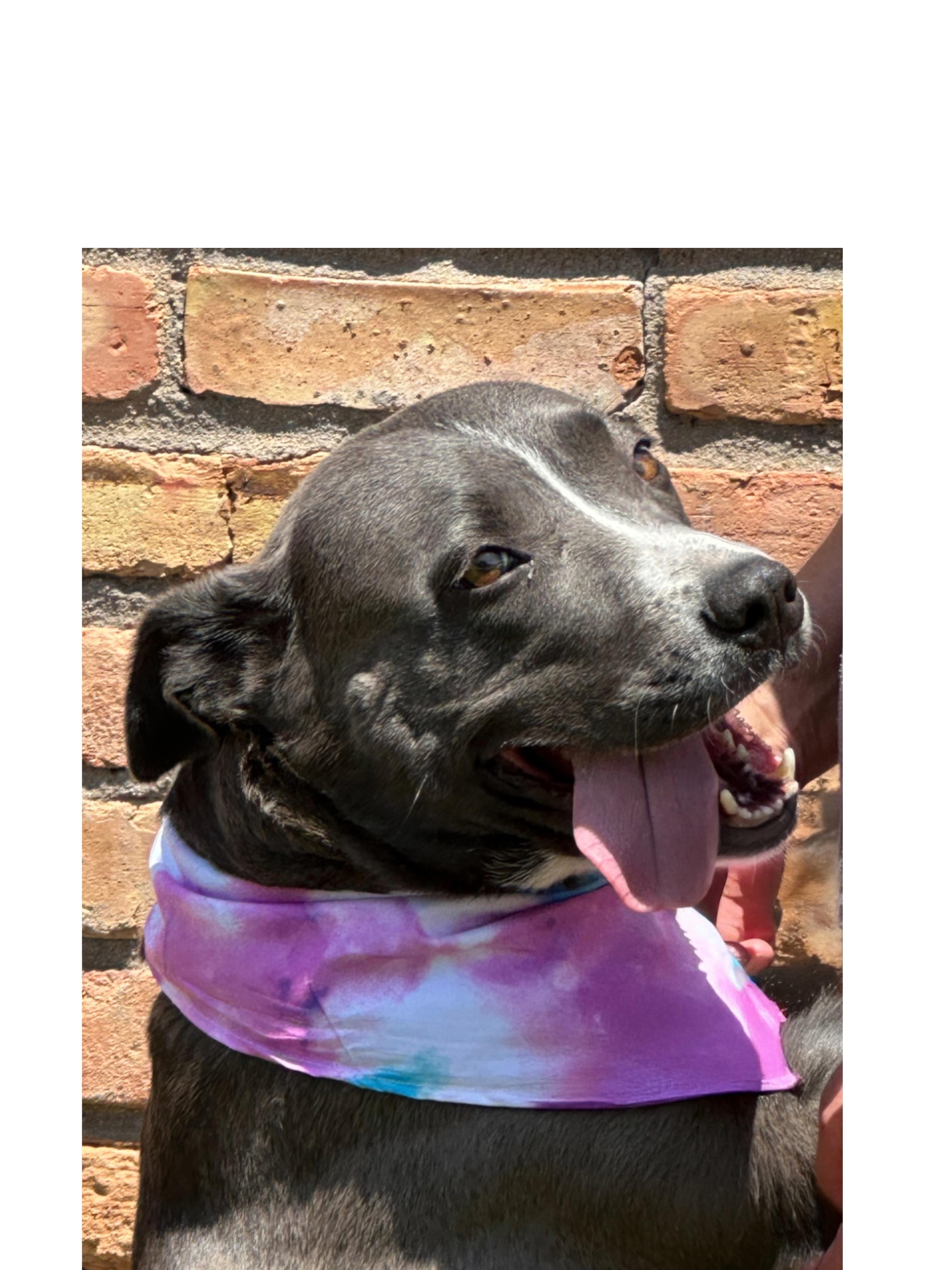 HANNAH, Adoptable, Adult Female Weimaraner & American Staffordshire Terrier.