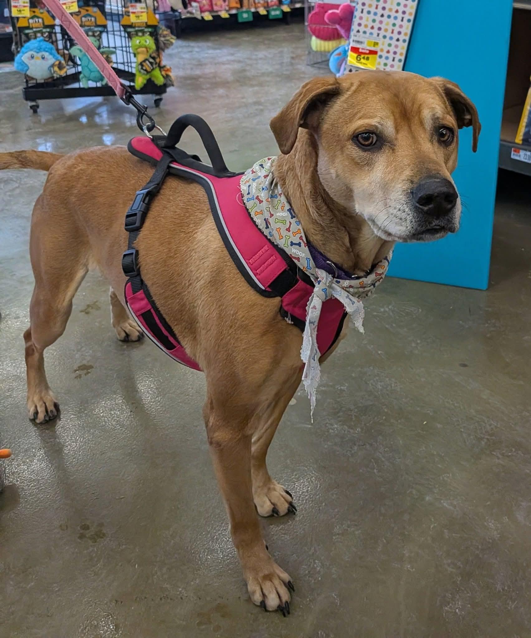 Stella ***FOSTER OR ADOPT***, Adoptable, Adult Female Hound & Labrador Retriever.