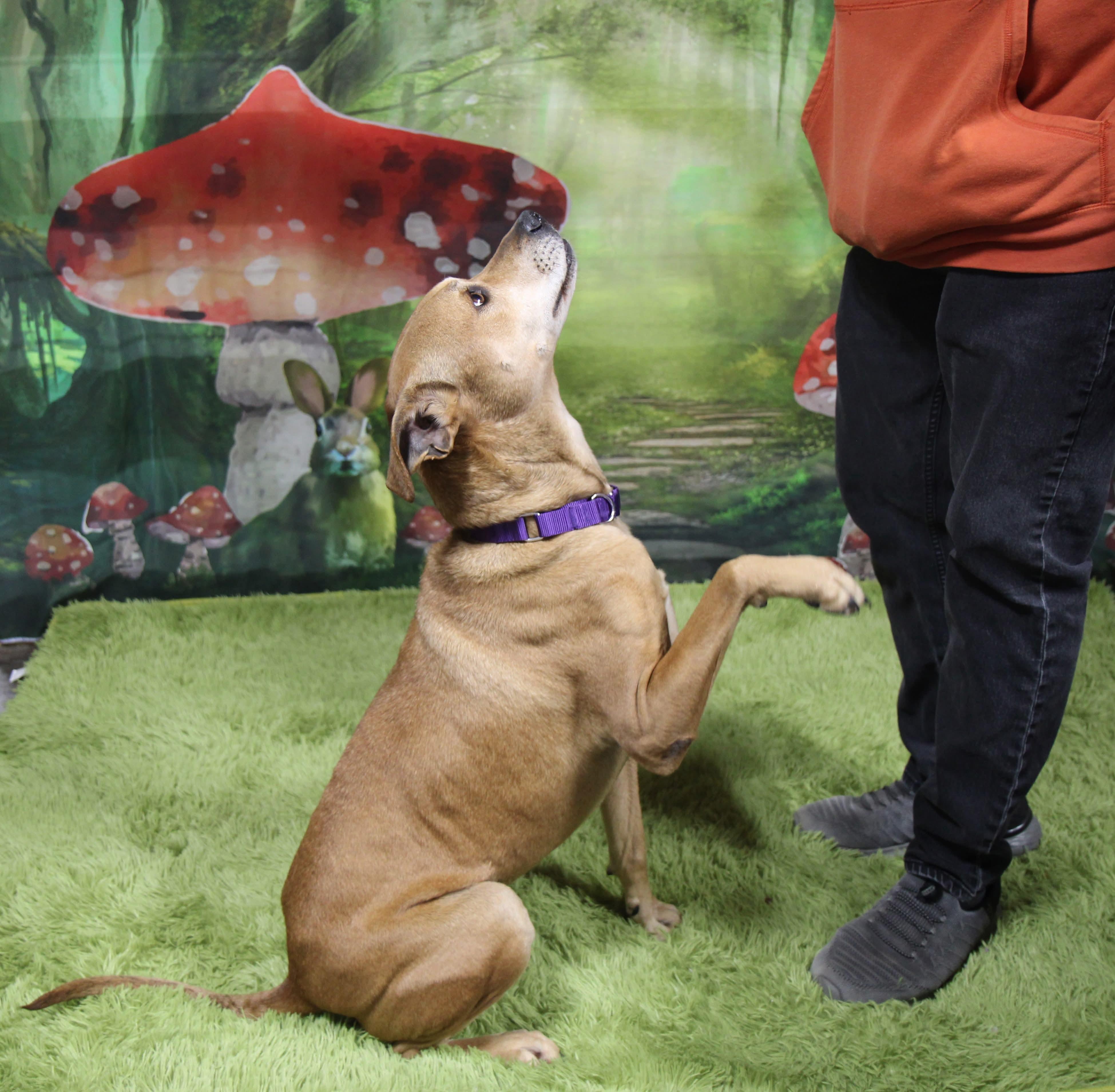 Stella ***FOSTER OR ADOPT***, Adoptable, Adult Female Hound & Labrador Retriever.