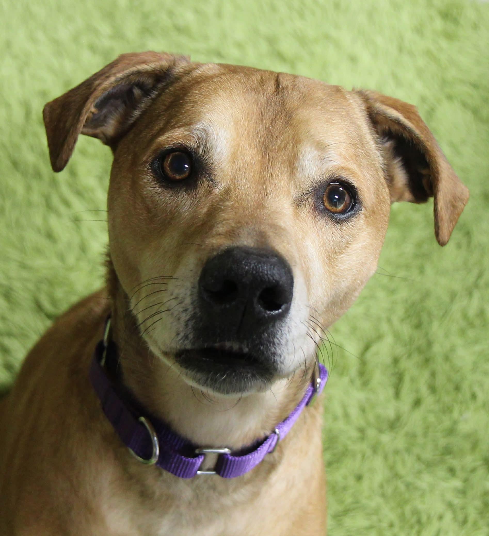 Enlarge Stella ***FOSTER OR ADOPT***, a Adoptable mixed breed in Plain City, OH image 3/6