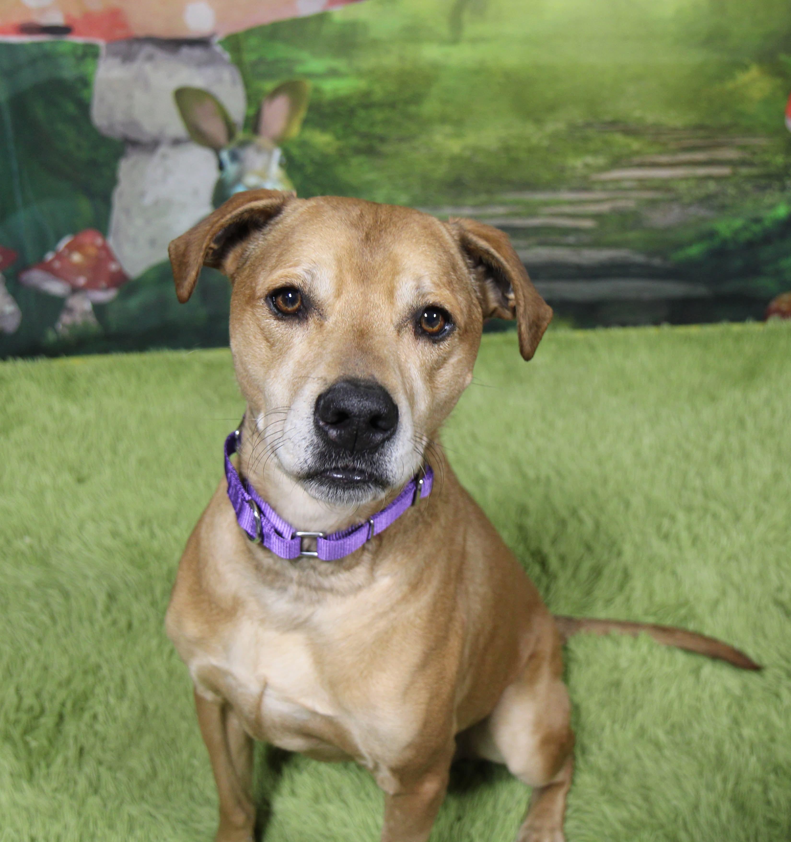Stella, Adoptable, Adult Female Hound & Labrador Retriever.