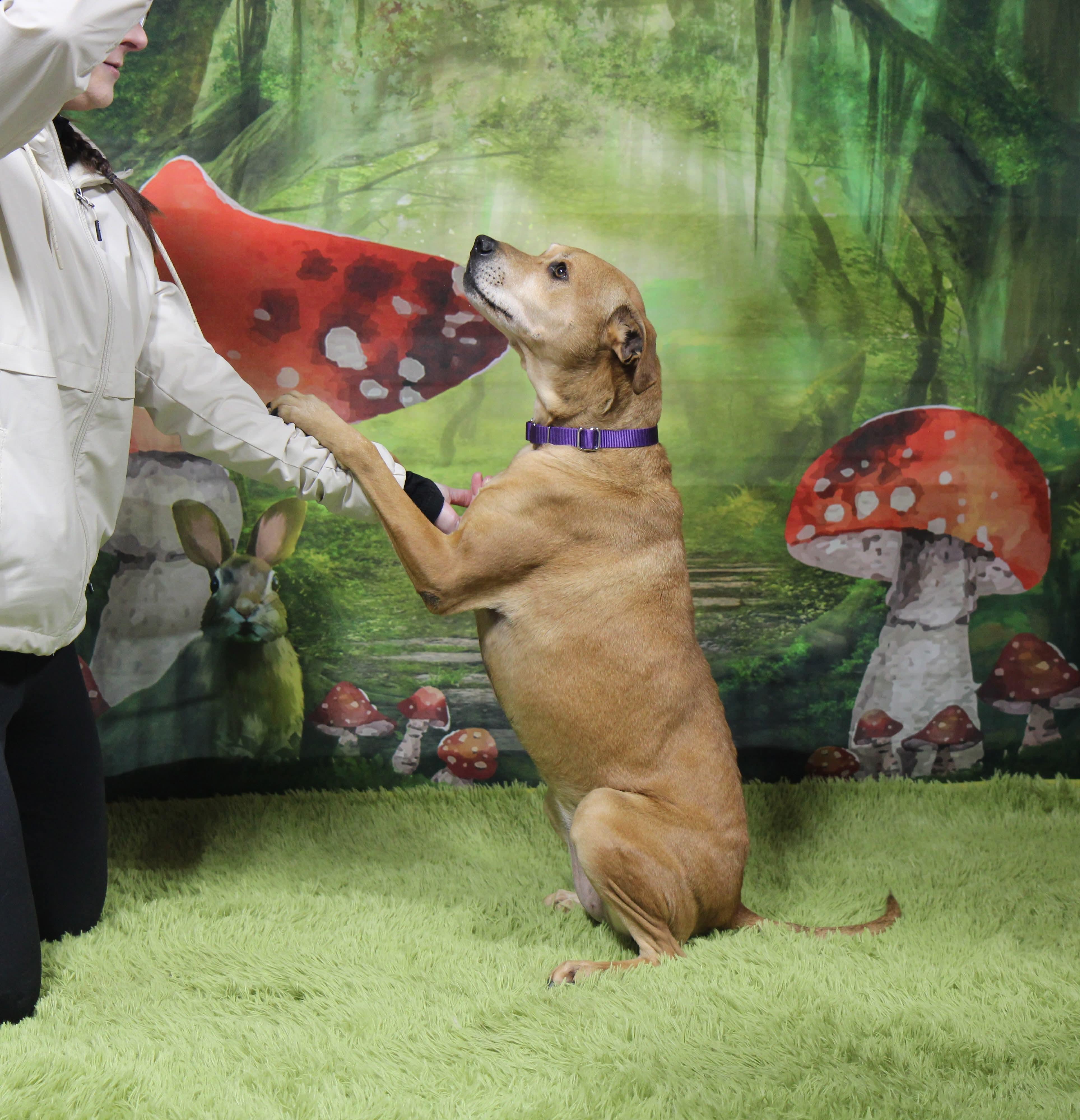 Stella ***FOSTER OR ADOPT***, a Adoptable mixed breed in Plain City, OH image 4/5
