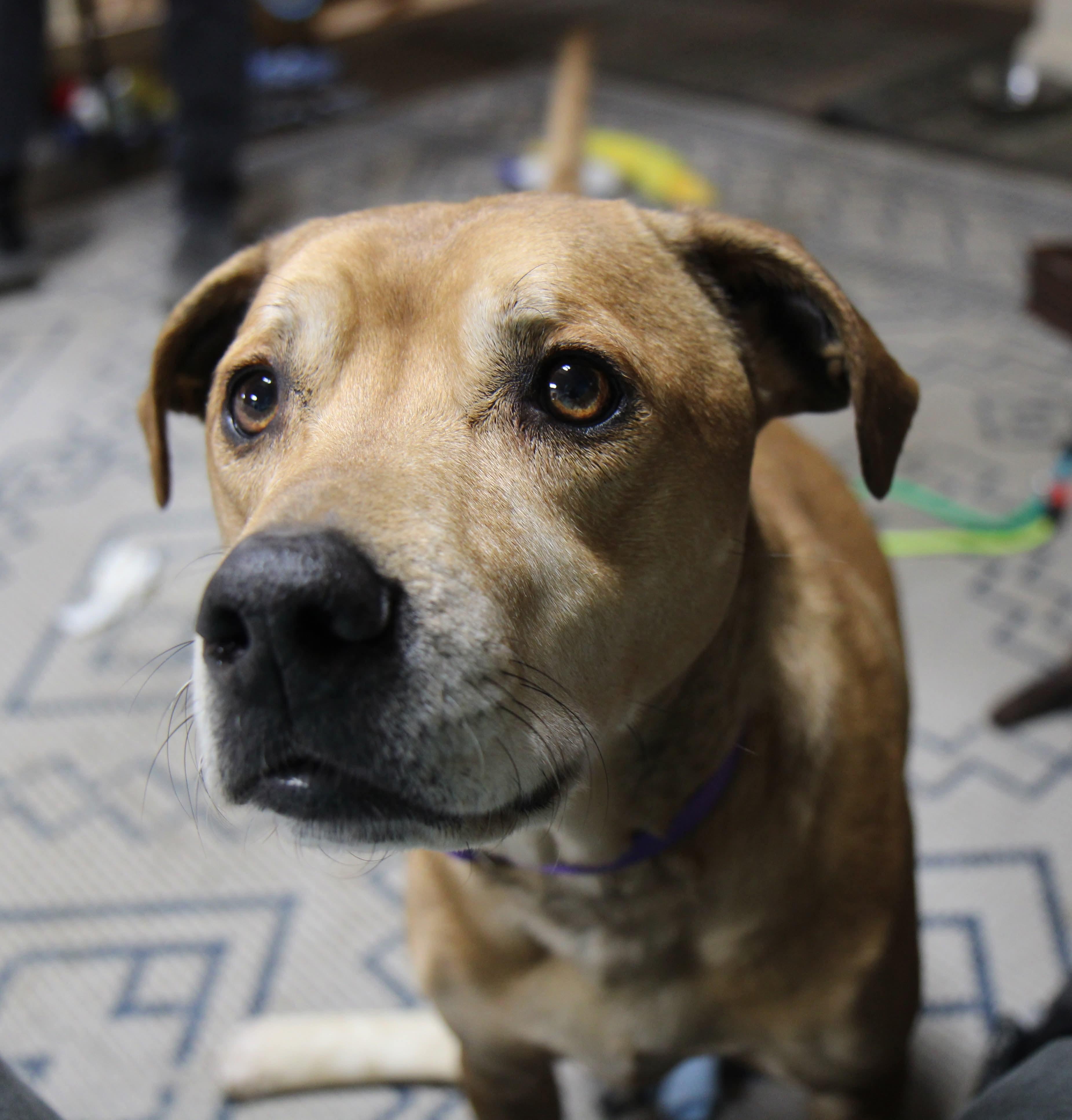 Enlarge Stella, a Adoptable mixed breed in Plain City, OH image 3/6