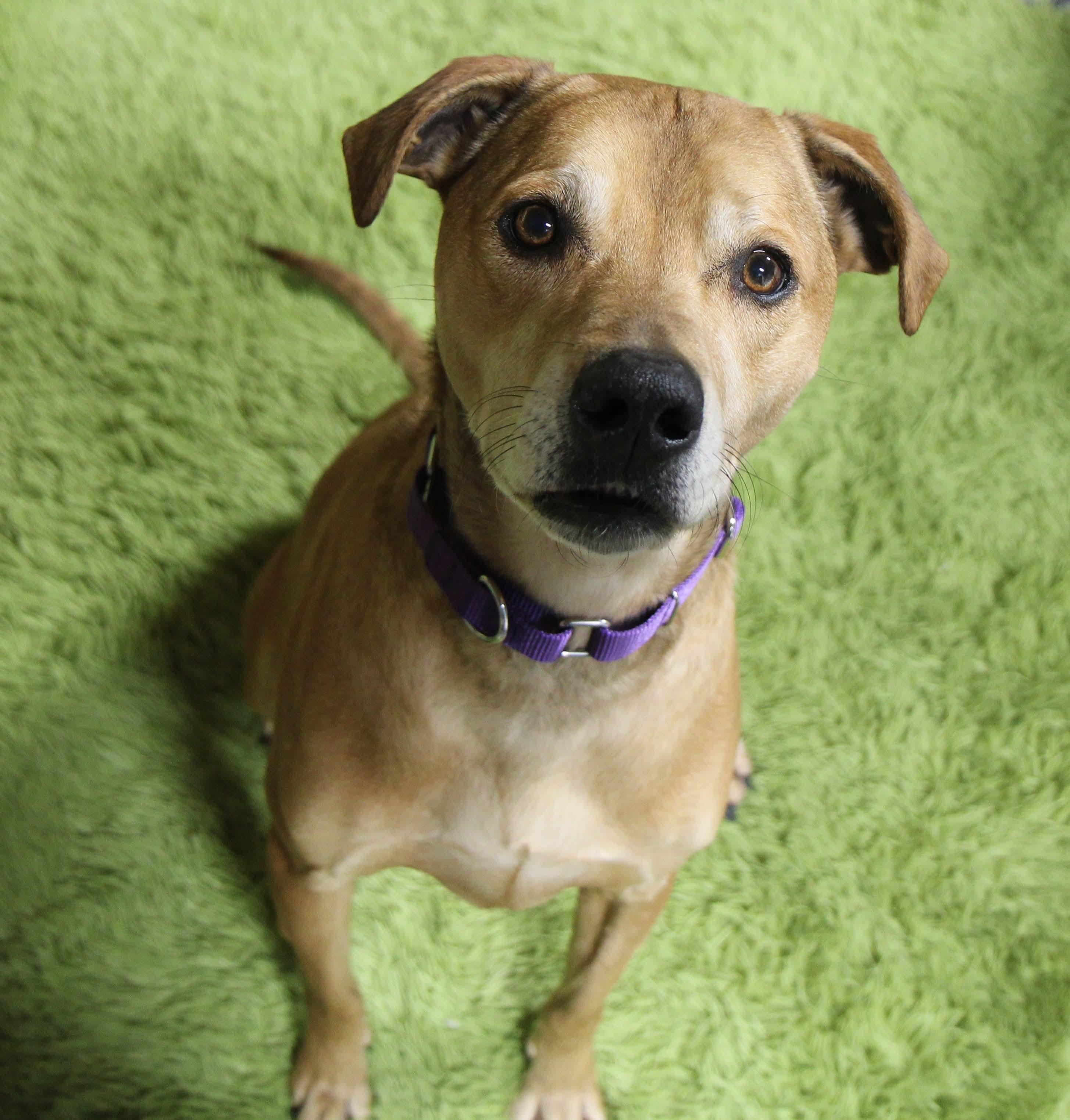 Enlarge Stella, a Adoptable mixed breed in Plain City, OH image 5/6