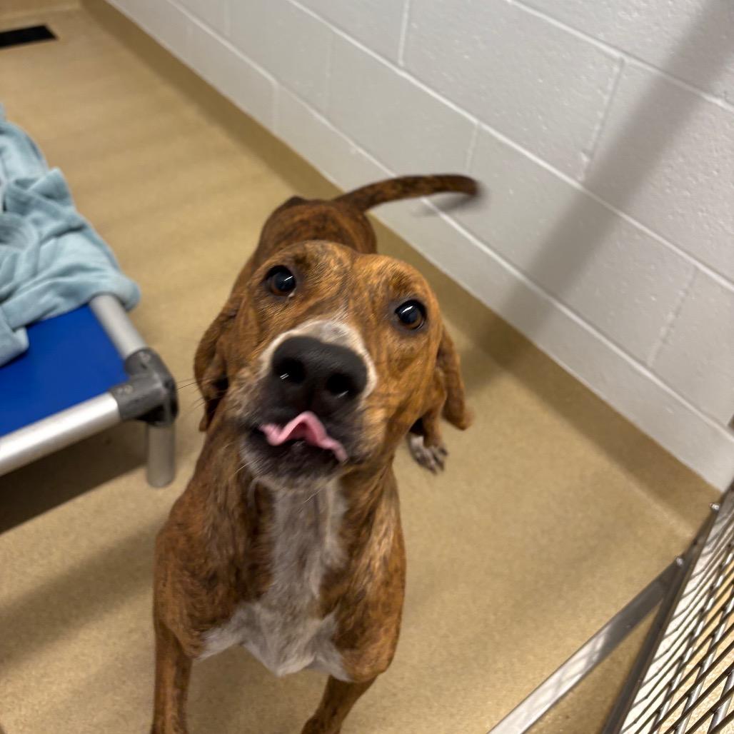 Frostine, Adoptable, Adult Female Mixed Breed.