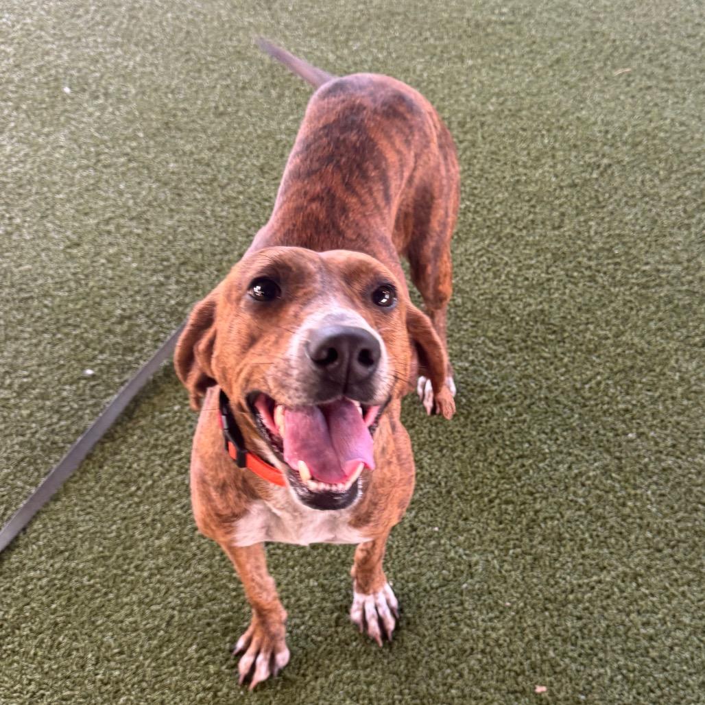 Frostine, a Adoptable Mixed Breed in West Palm Beach, FL image 2/6