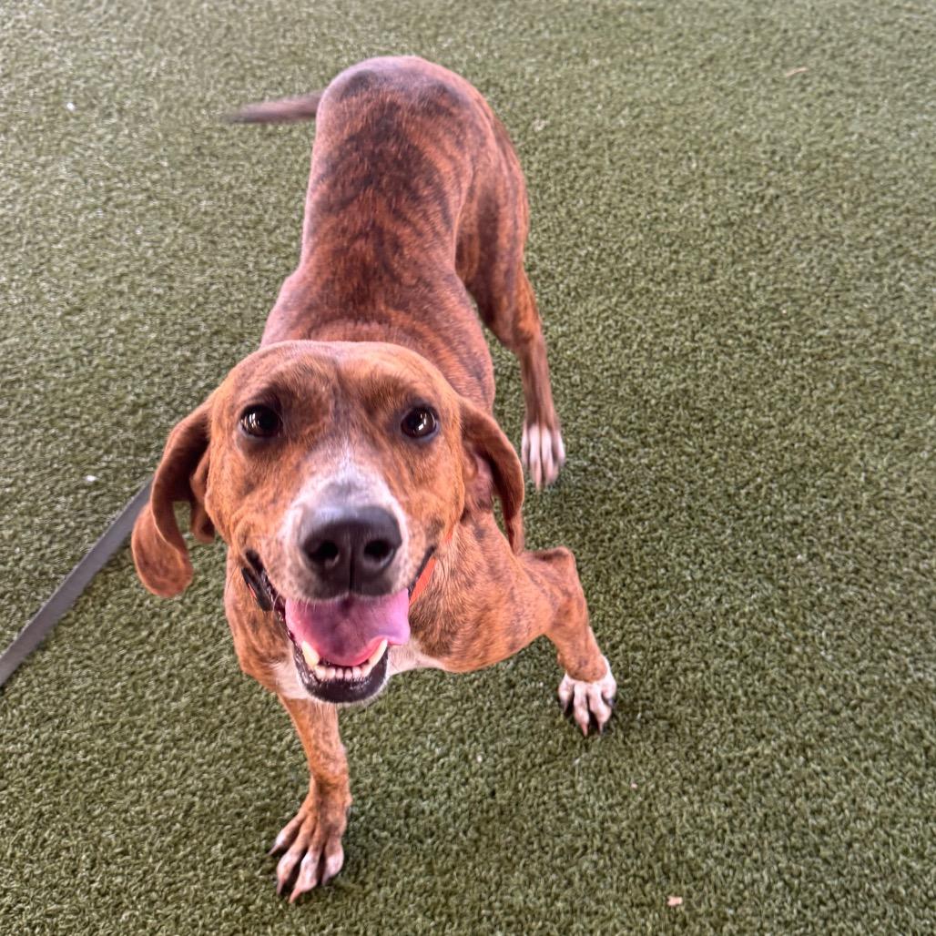 Frostine thumbnail 3