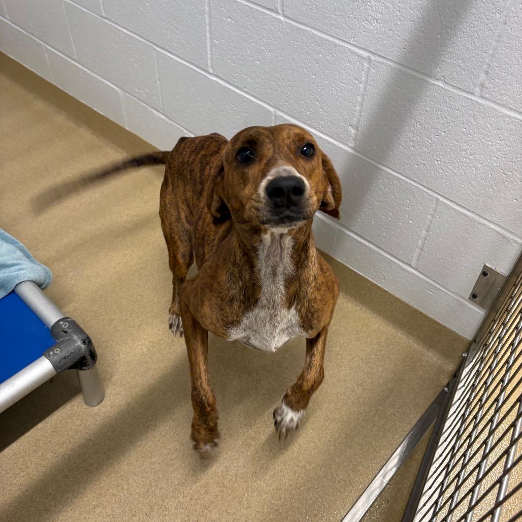 Frostine, a Adoptable Mixed Breed in West Palm Beach, FL image 4/6