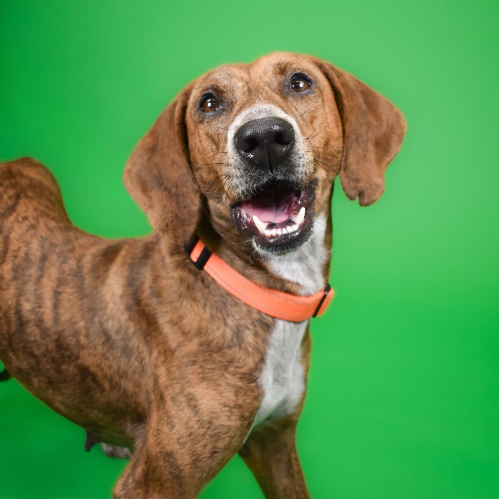 Frostine, a Adoptable Mixed Breed in West Palm Beach, FL image 5/6