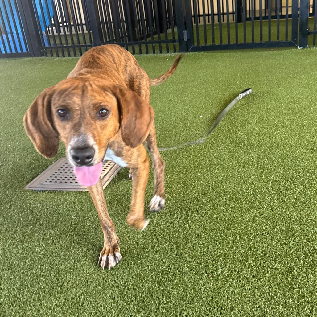 Frostine, a Adoptable Mixed Breed in West Palm Beach, FL image 6/6