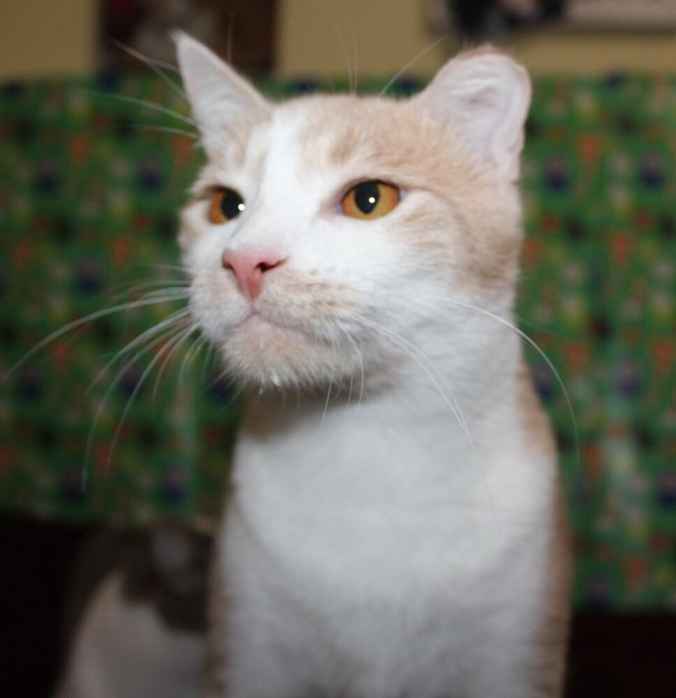 Charlie - (CL-J), Adoptable, Young Male Domestic Short Hair.