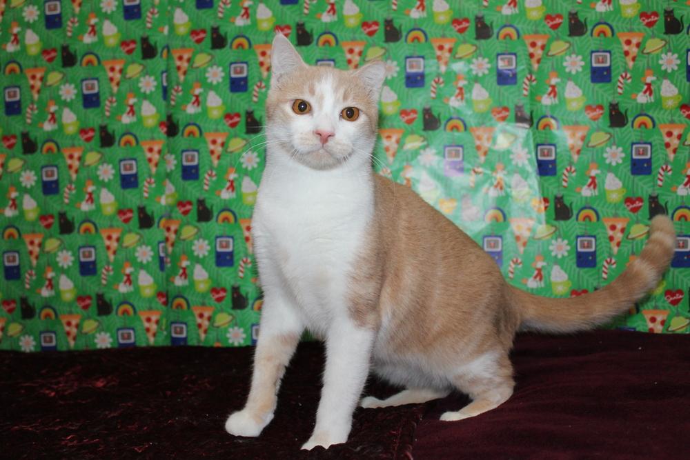 Enlarge Charlie - (CL-J), a Adoptable mixed breed in Austin, TX image 2/5