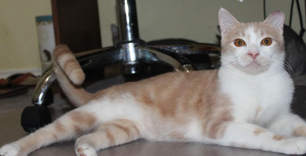 Enlarge Charlie - (CL-J), a Adoptable mixed breed in Austin, TX image 3/5