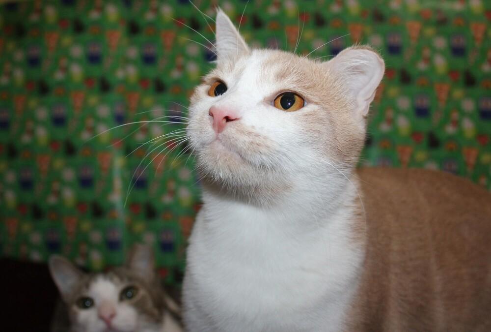 Enlarge Charlie - (CL-J), a Adoptable mixed breed in Austin, TX image 4/5