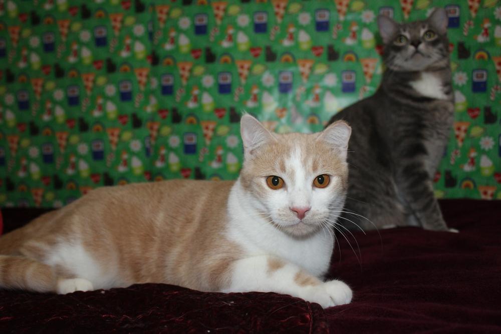 Enlarge Charlie - (CL-J), a Adoptable mixed breed in Austin, TX image 5/5