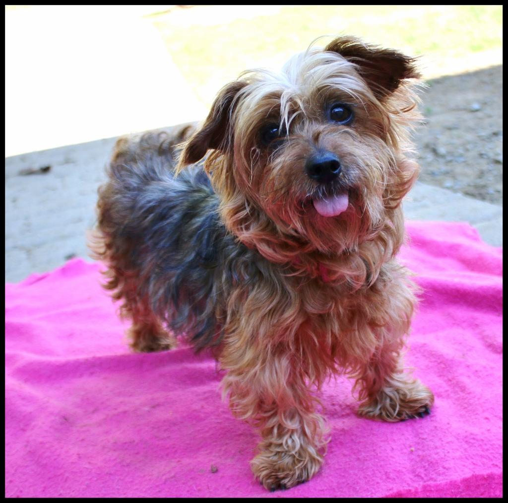 Daisy Mae, a ADOPTABLE Yorkshire Terrier in Shippenville, PA image 2/6