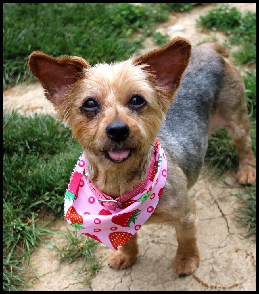 Enlarge Daisy Mae, an adopted Yorkshire Terrier in Shippenville, PA image 3/6