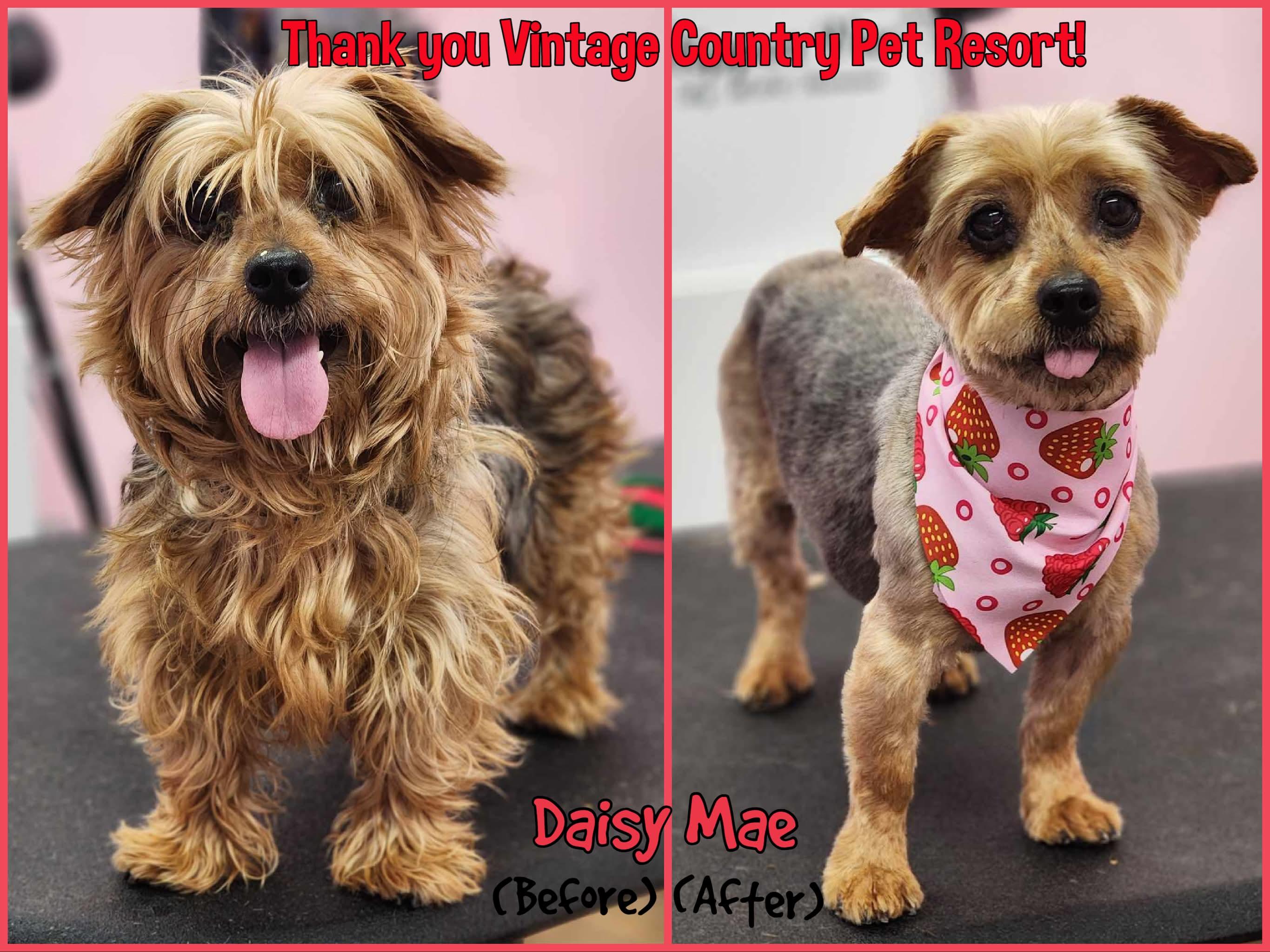 Daisy Mae, a ADOPTABLE Yorkshire Terrier in Shippenville, PA image 1/6