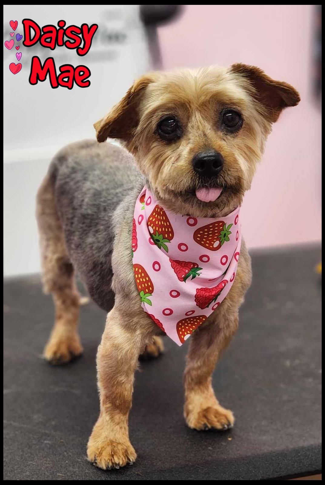 Daisy Mae, adopted, Adult Female Yorkshire Terrier.