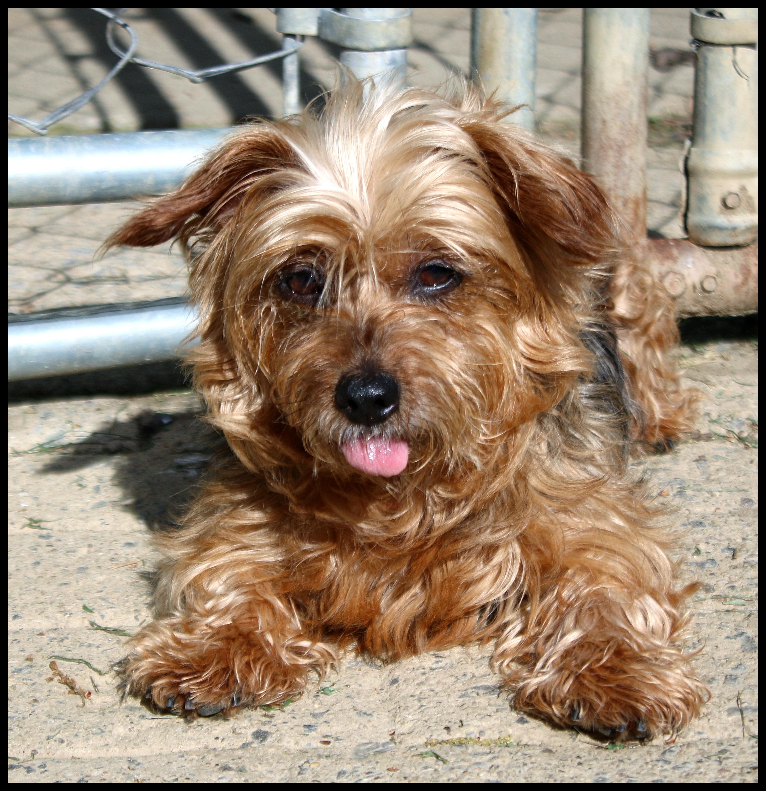 Daisy Mae, a ADOPTABLE Yorkshire Terrier in Shippenville, PA image 5/6