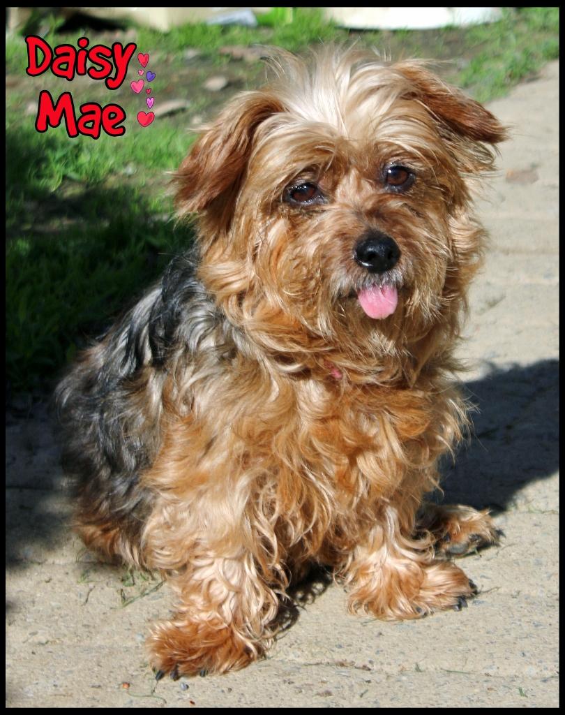 Daisy Mae, a ADOPTABLE Yorkshire Terrier in Shippenville, PA image 4/6