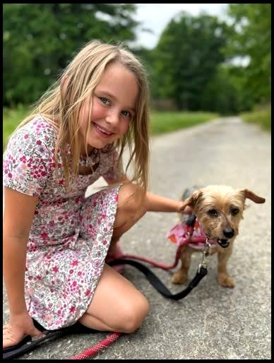 Enlarge Daisy Mae, an adopted Yorkshire Terrier in Shippenville, PA image 2/6