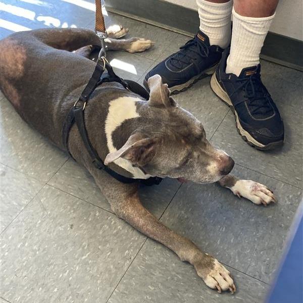 Maggie, Adoptable, Senior Female Pit Bull Terrier.