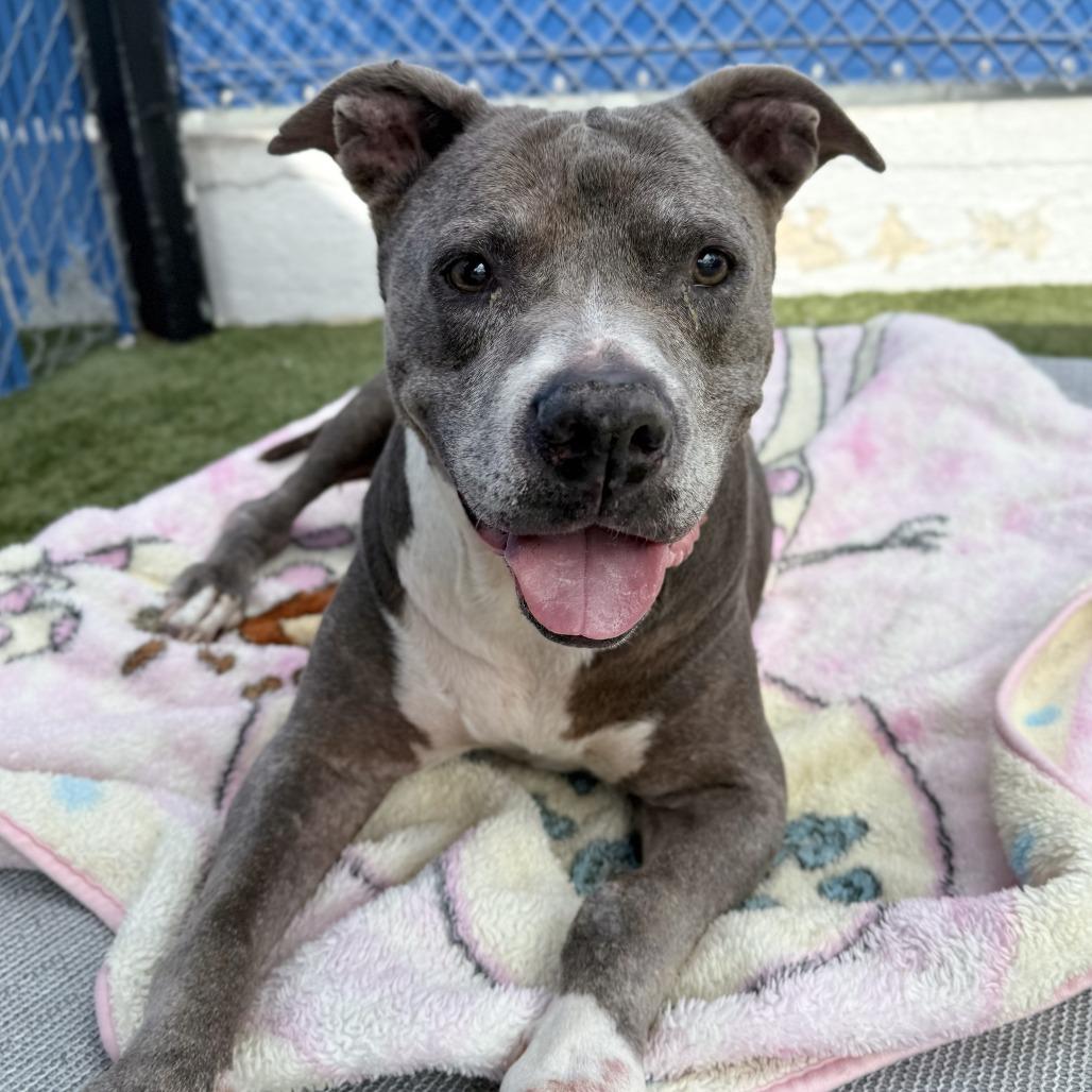 Enlarge Maggie, a Adoptable Pit Bull Terrier in Hawthorne, CA image 2/2
