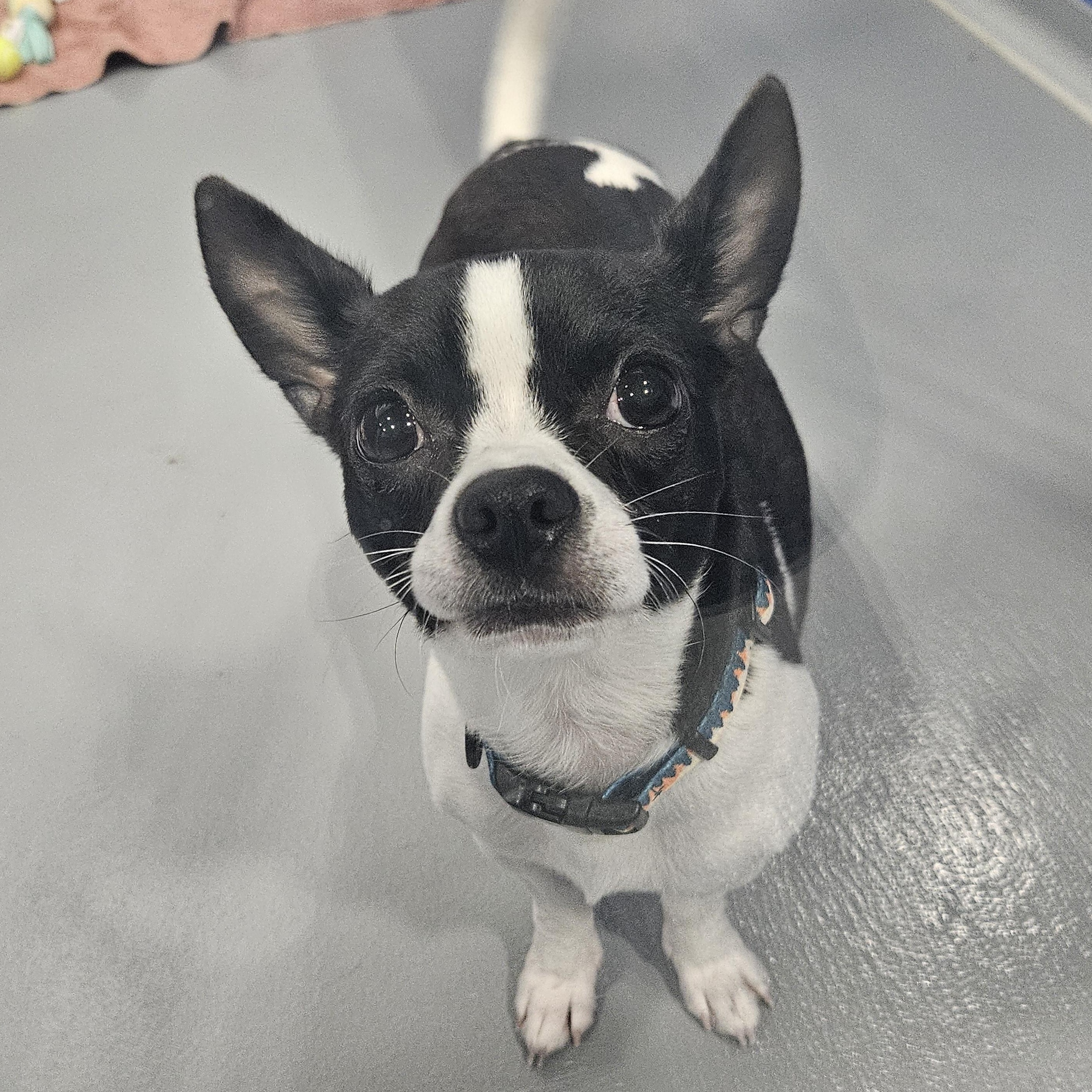 Bean, adopted, Young Male Chihuahua.