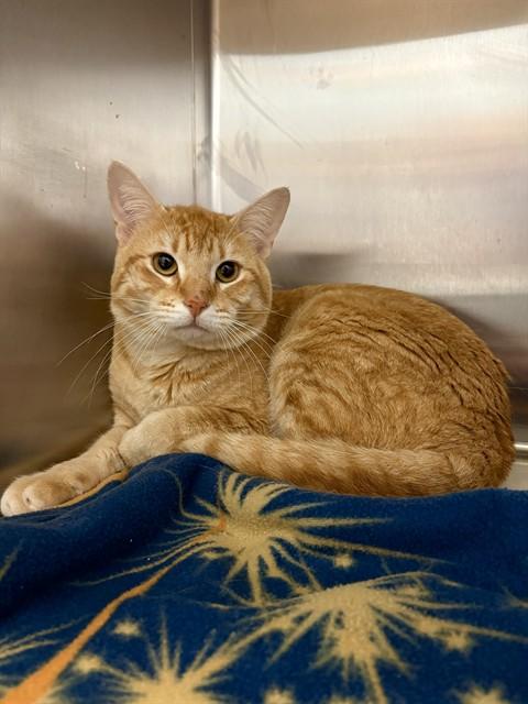 Enlarge BARNABY, a Adoptable Domestic Short Hair in Killeen, TX image 1/1