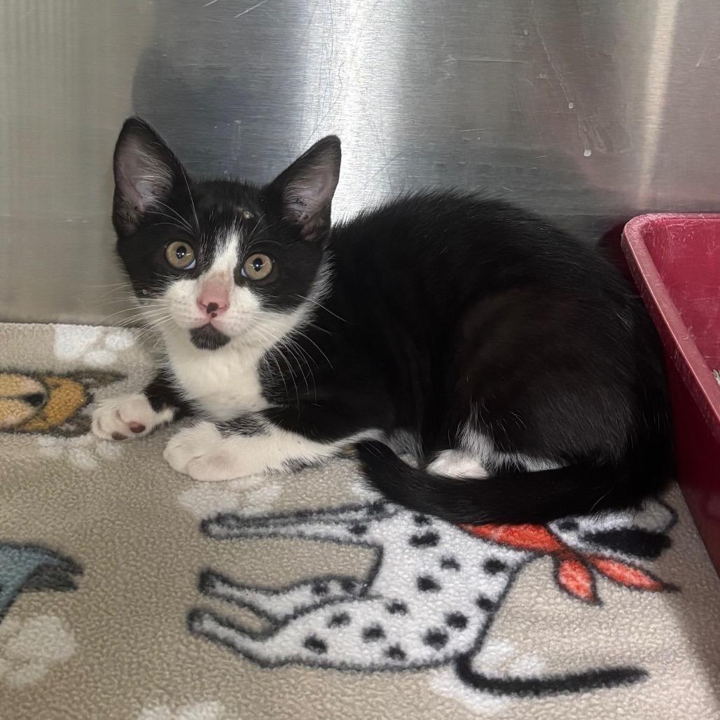 Lil' Bit, Adoptable, Kitten Male Domestic Short Hair.
