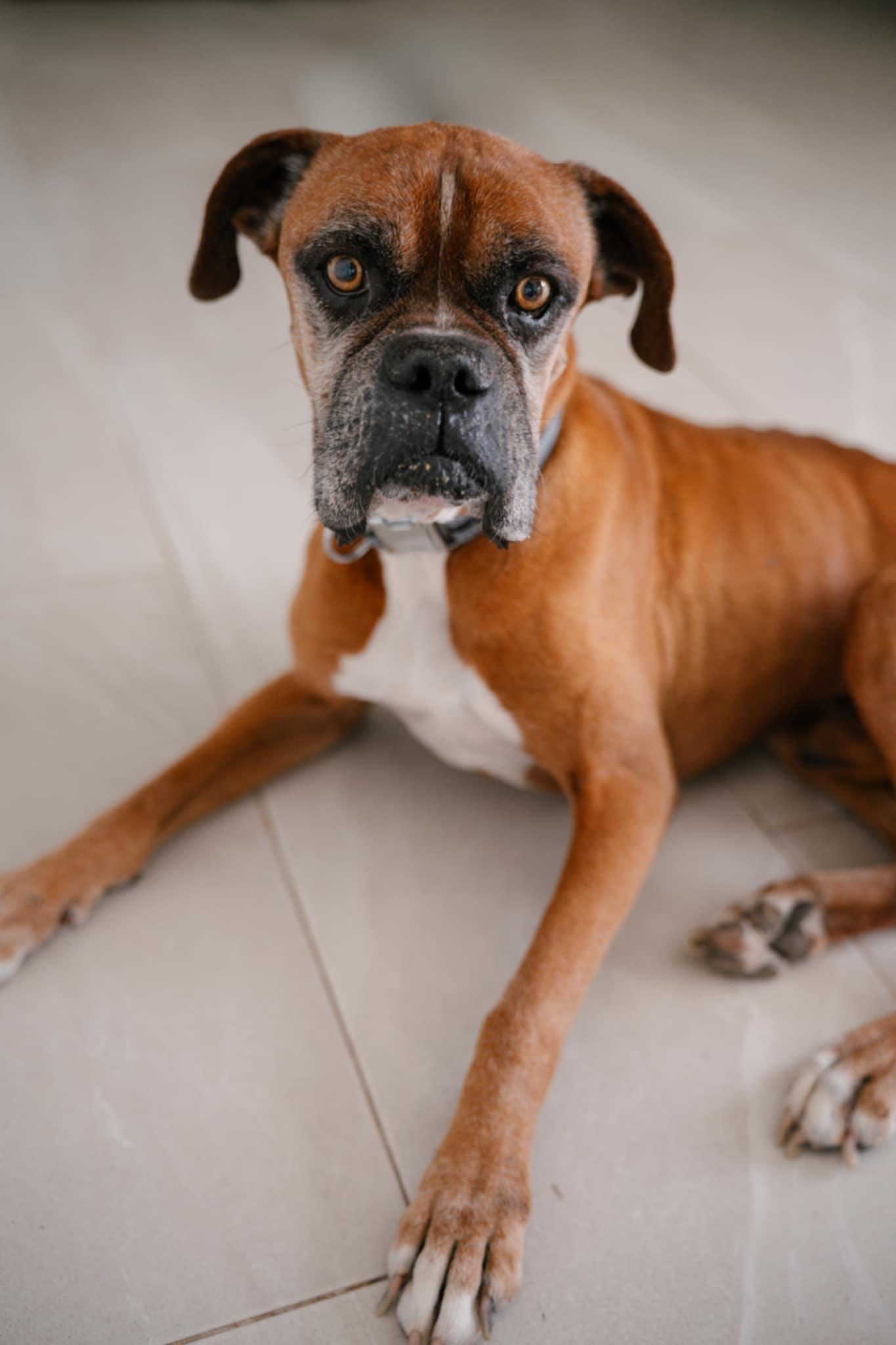 Bruno, Adopted, Senior Male Boxer.