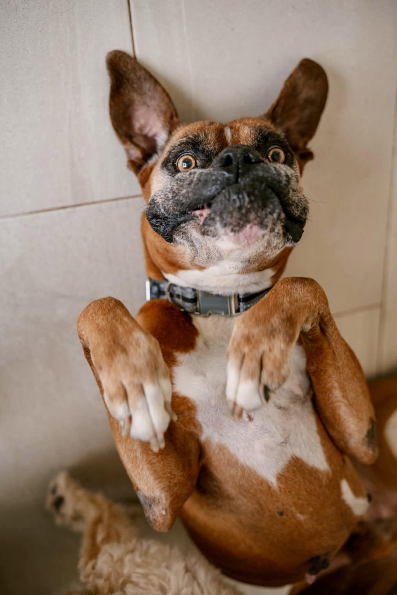 Enlarge Bruno, a Adopted Boxer in Monticello, NY image 2/3