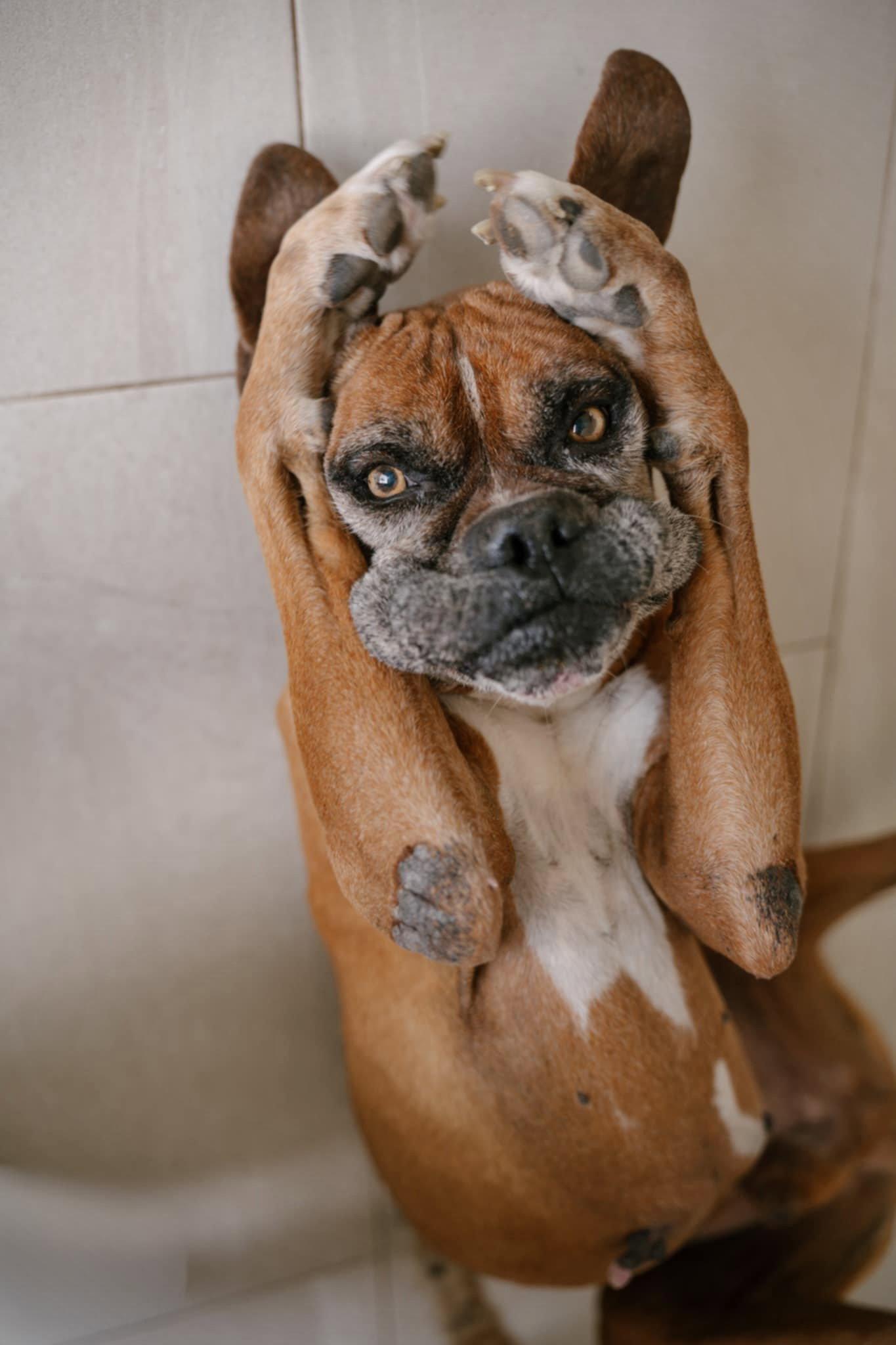 Enlarge Bruno, a Adopted Boxer in Monticello, NY image 3/3