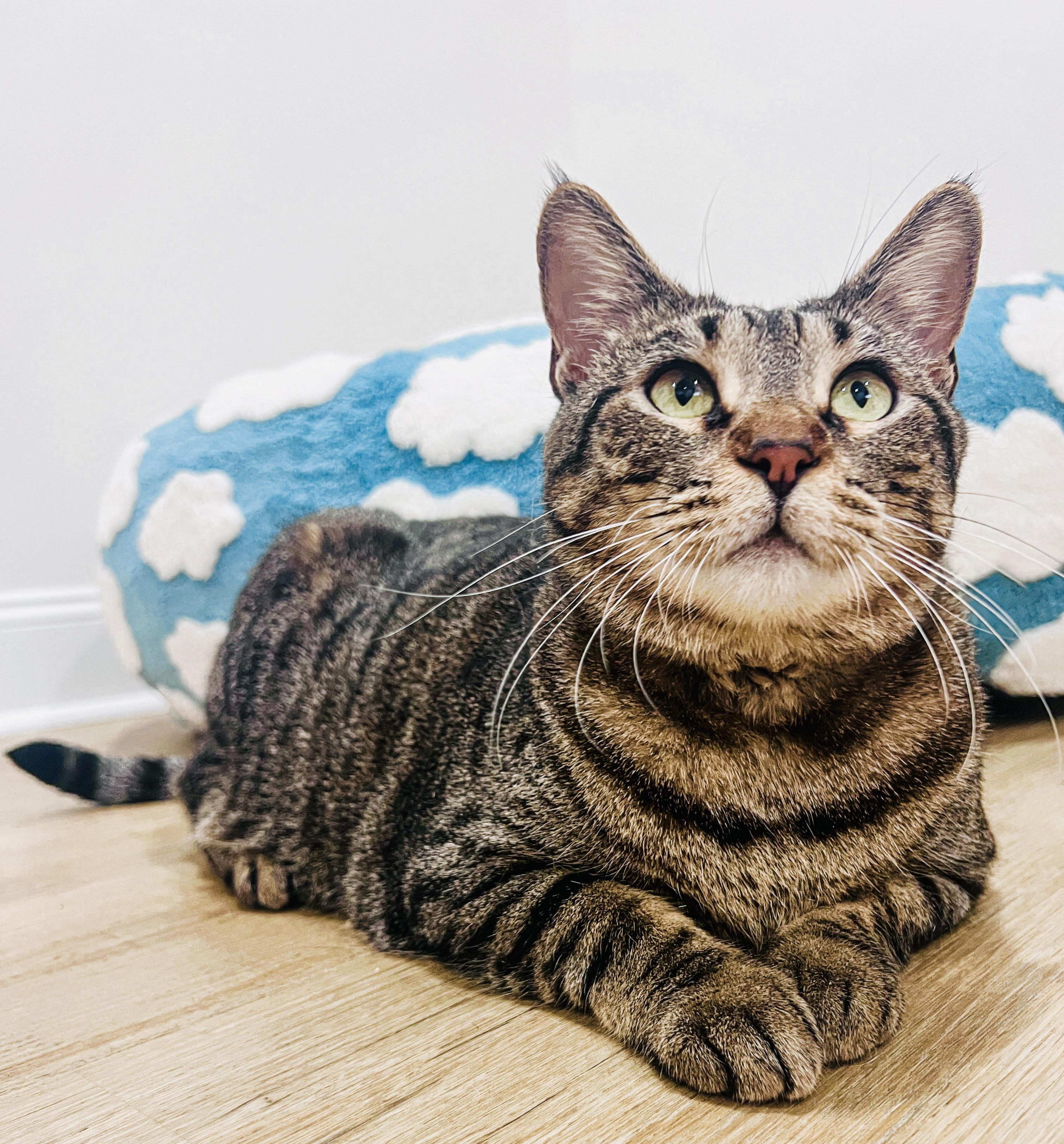 Enlarge Betty, a ADOPTABLE mixed breed in Brattleboro, VT image 5/6