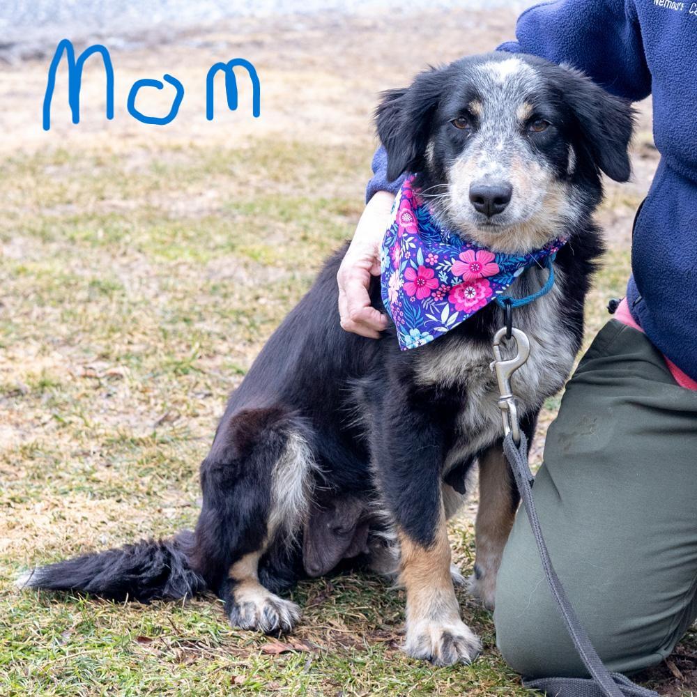 Enlarge Taylor (Female)   , a Adoptable mixed breed in West Grove, PA image 5/5