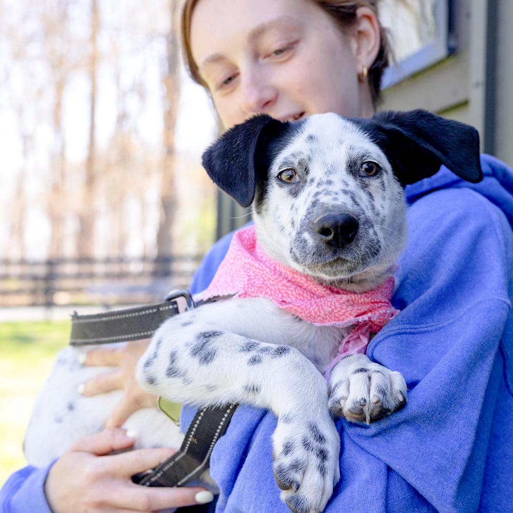 Enlarge Taylor (Female)   , a Adoptable mixed breed in West Grove, PA image 6/6