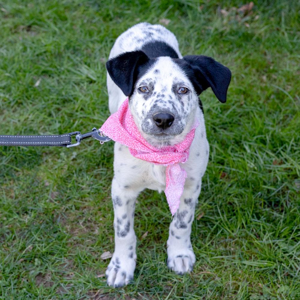 Enlarge Taylor (Female)   , a Adoptable mixed breed in West Grove, PA image 1/6