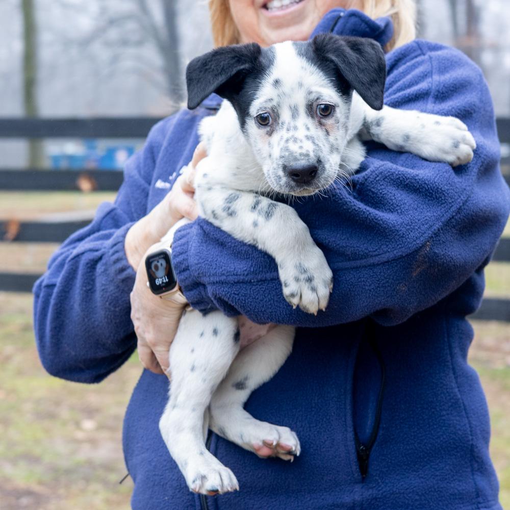Enlarge Taylor (Female)   , a Adoptable mixed breed in West Grove, PA image 4/5