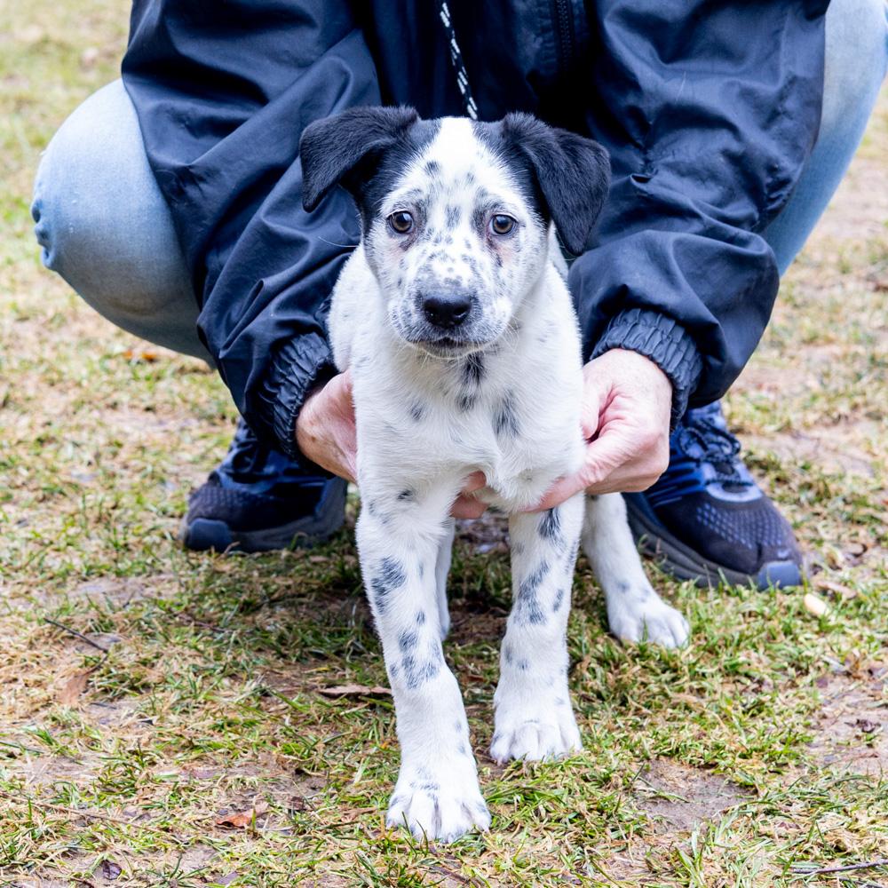 Enlarge Taylor (Female)   , a Adoptable mixed breed in West Grove, PA image 2/5