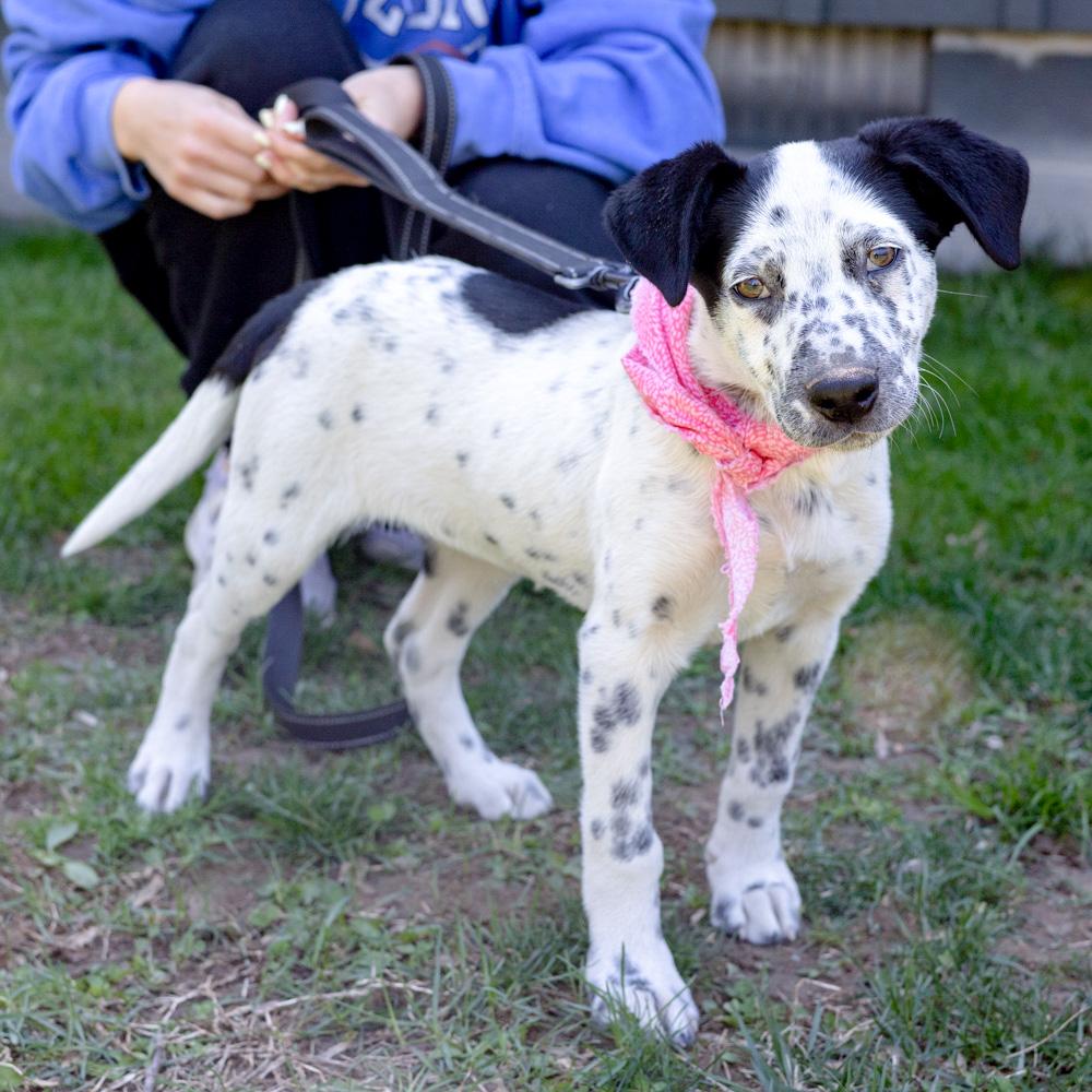 Enlarge Taylor (Female)   , a Adoptable mixed breed in West Grove, PA image 5/6
