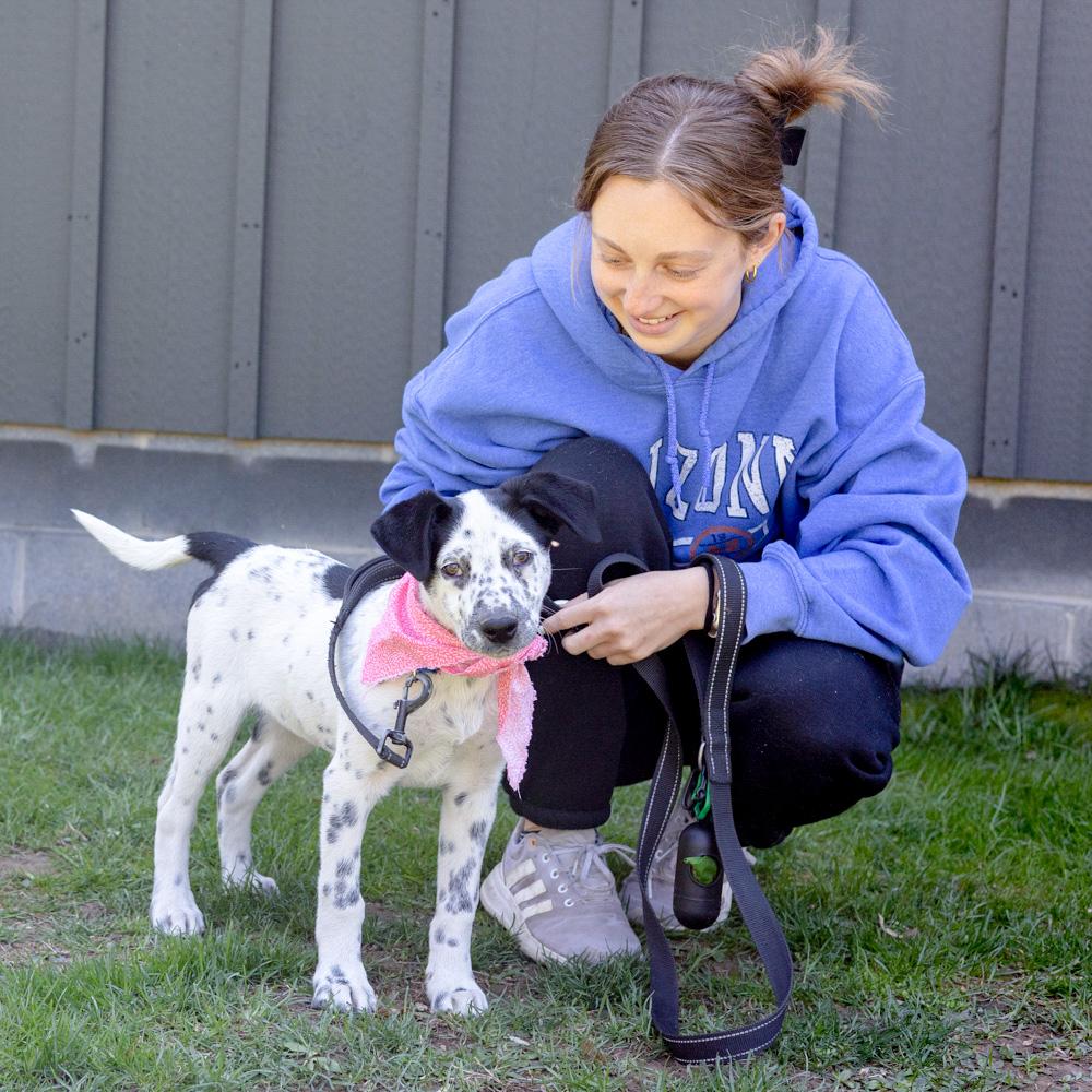 Enlarge Taylor (Female)   , a Adoptable mixed breed in West Grove, PA image 3/6
