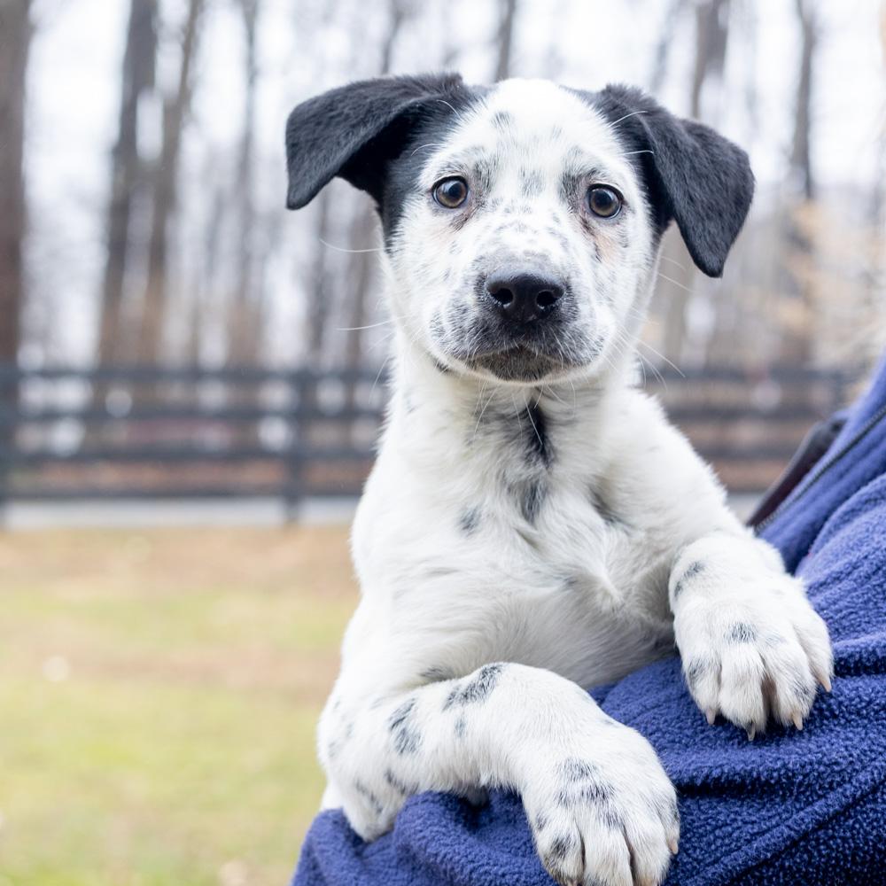 Taylor (Female)   , Adoptable, Puppy Female Australian Shepherd & Beagle.
