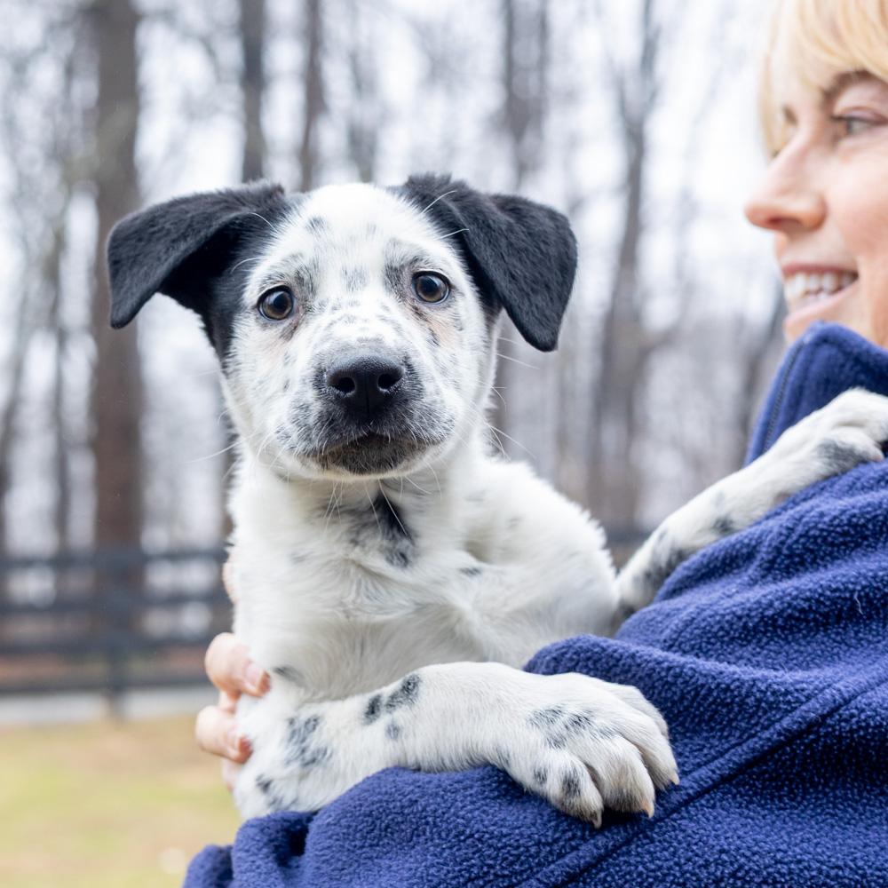 Enlarge Taylor (Female)   , a Adoptable mixed breed in West Grove, PA image 3/5