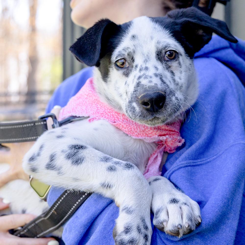 Enlarge Taylor (Female)   , a Adoptable mixed breed in West Grove, PA image 2/6