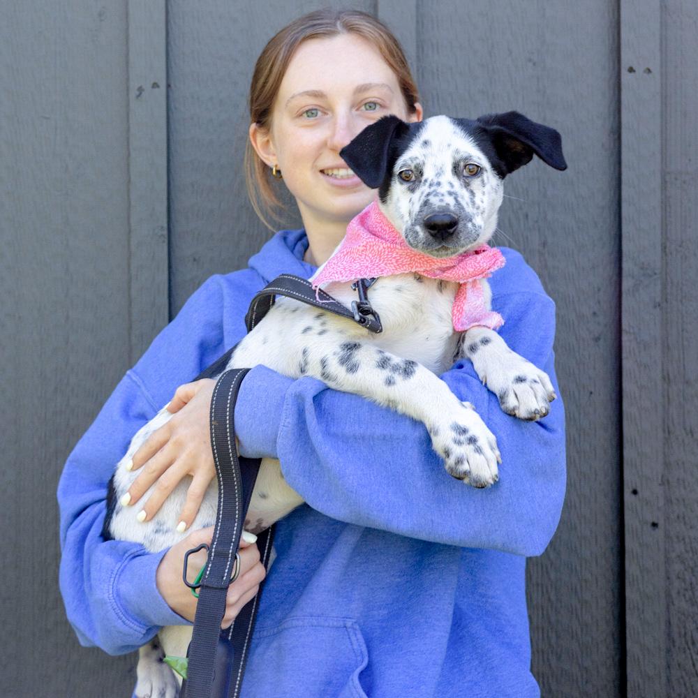 Enlarge Taylor (Female)   , a Adoptable mixed breed in West Grove, PA image 4/6